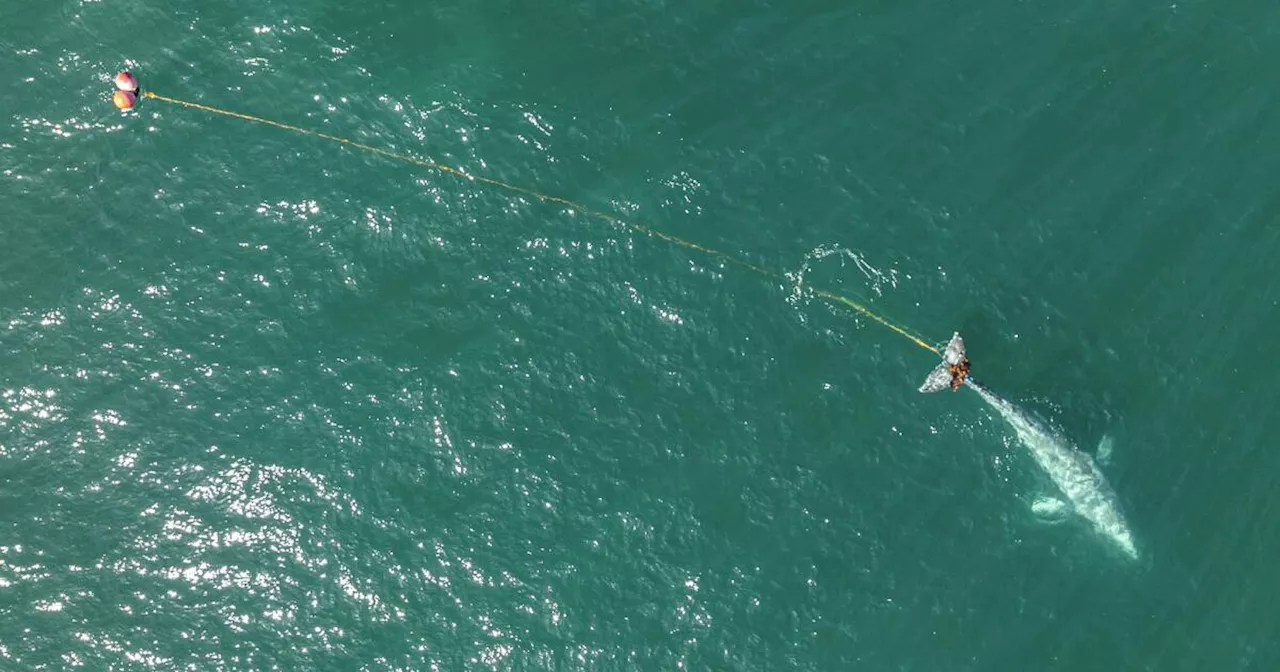 Rescue Efforts Underway for Gray Whale Entangled in Gill Net off Northern California Coast