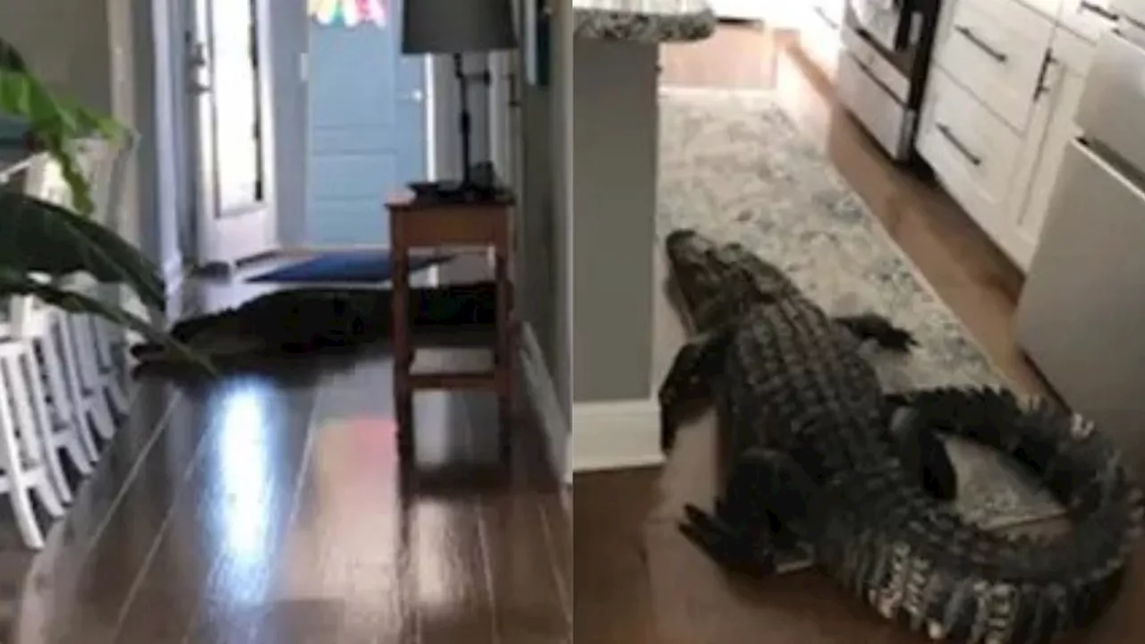 Woman shocked to find large alligator crawling through home: ‘I was shaking’