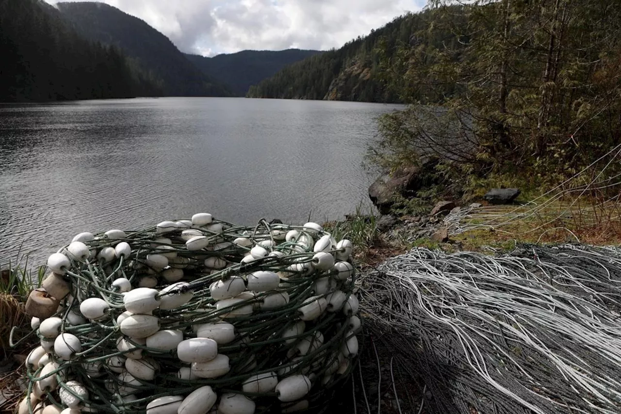 First Nation Faces Difficult Decisions in Attempt to Rescue Stranded Orca