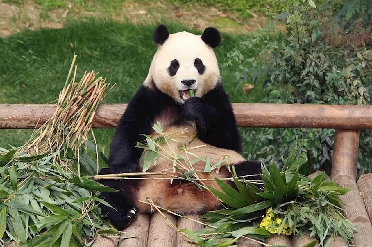 Citizen Petitions for Seoul to Fund Loan of Giant Panda Fu Bao