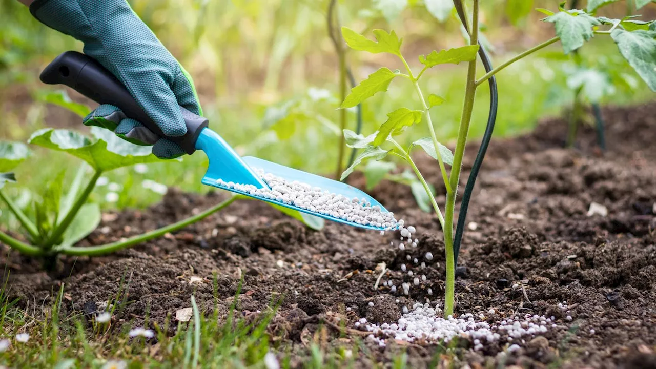 Tipps für eine reichhaltige Tomatenernte