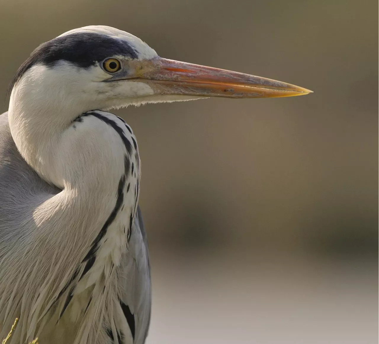 Île de Ré : la nature se visite aux vacances de printemps