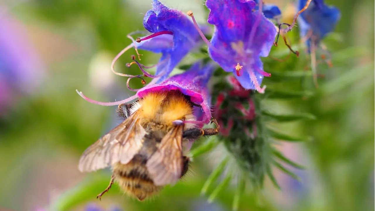 Natürliche Brutplätze fehlen: Wildbienen müssen in Berlin in Sonnenschirmen brüten