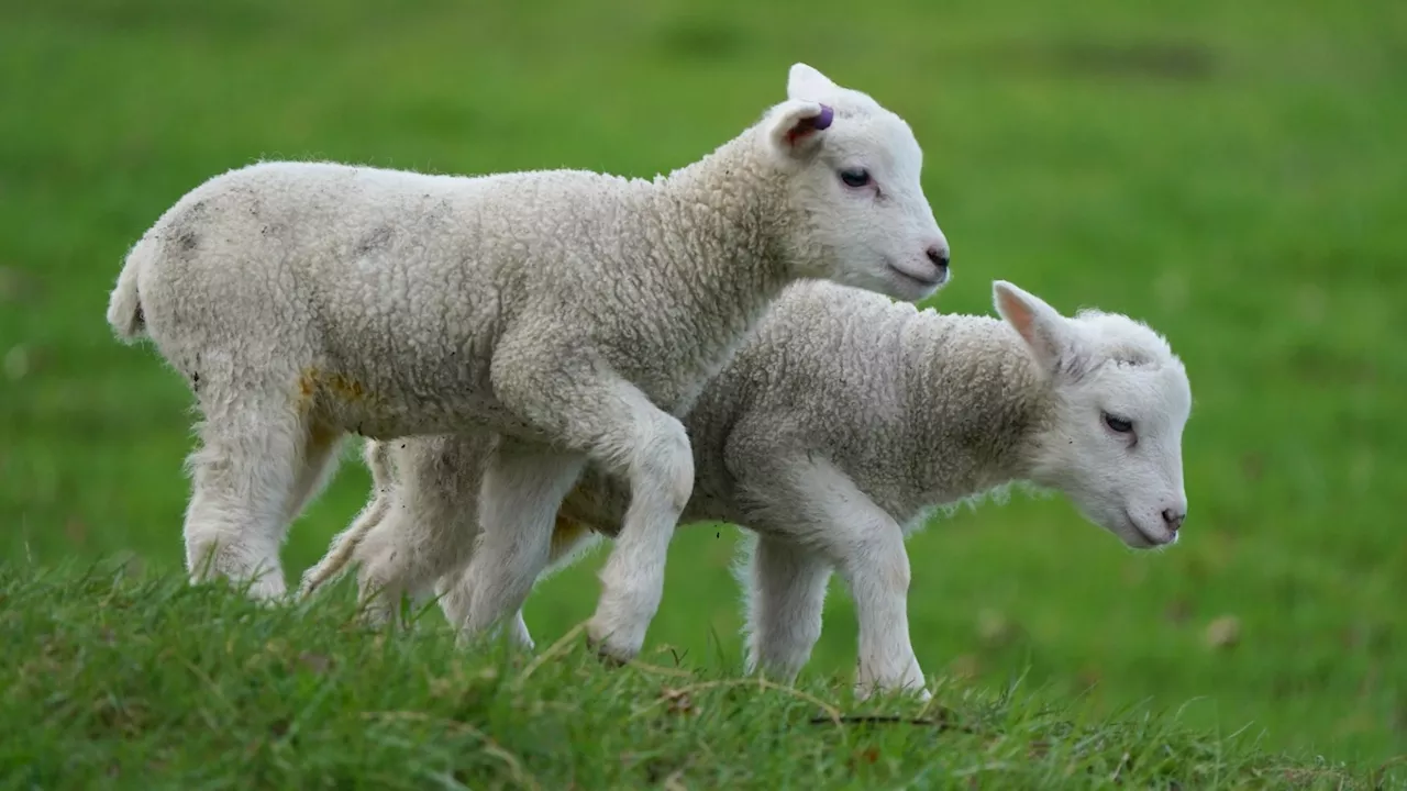 Parents warned of sickness bug striking kids after visiting popular family-fun farm...