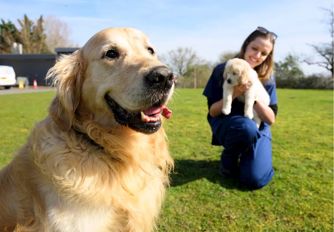 Golden Retriever Who Fathered 300 Puppies Retires From Guide Dog Breeding Programme