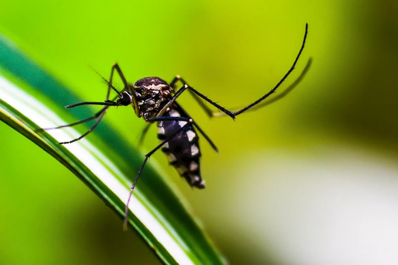 Dengue contaminará 500 milhões a mais por ano em 2050, com aquecimento global