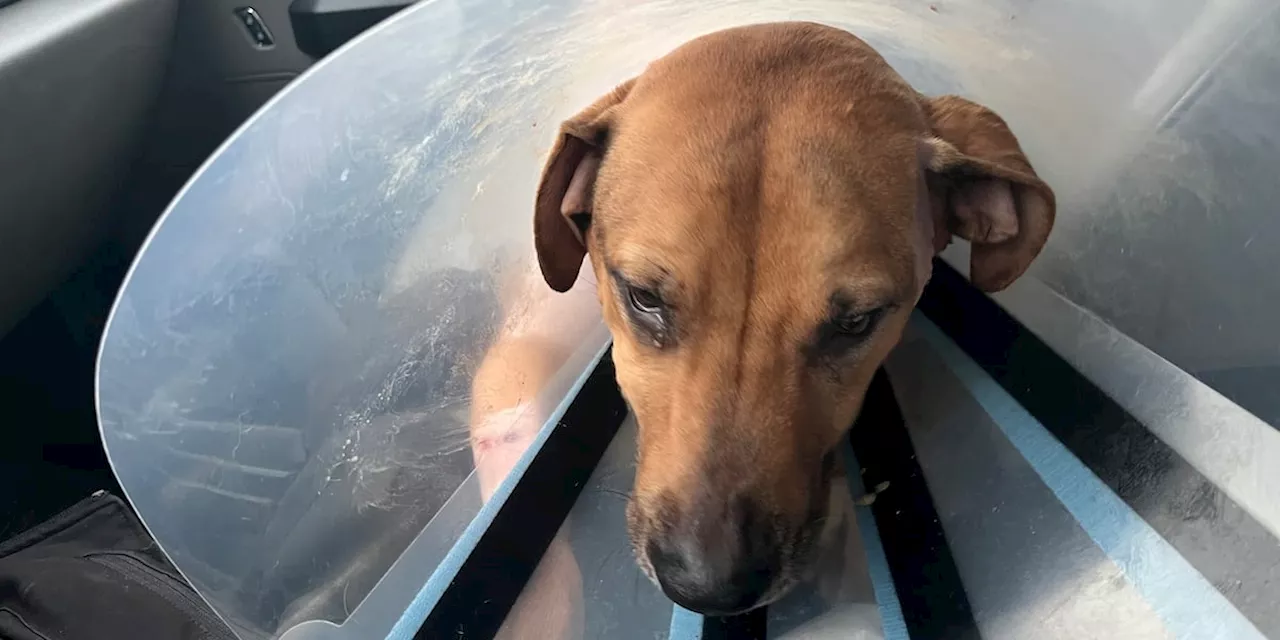 ‘Finn is a miracle’: Dog in Leeds recovering after being attacked with machete