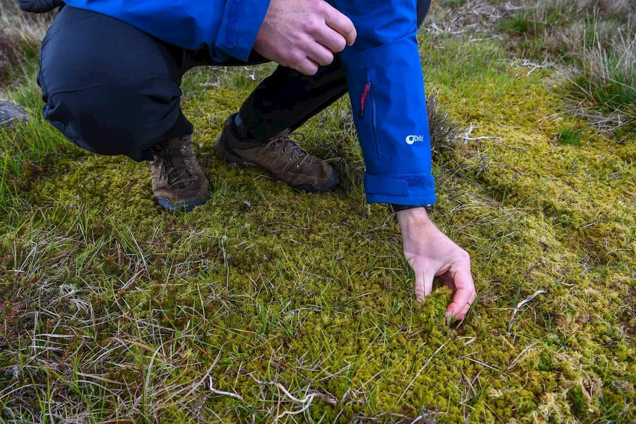 Protecting and Restoring Peatlands: Nature's Carbon Vaults