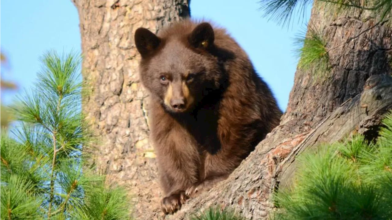 Bears are back: How to reduce conflicts as hibernation ends