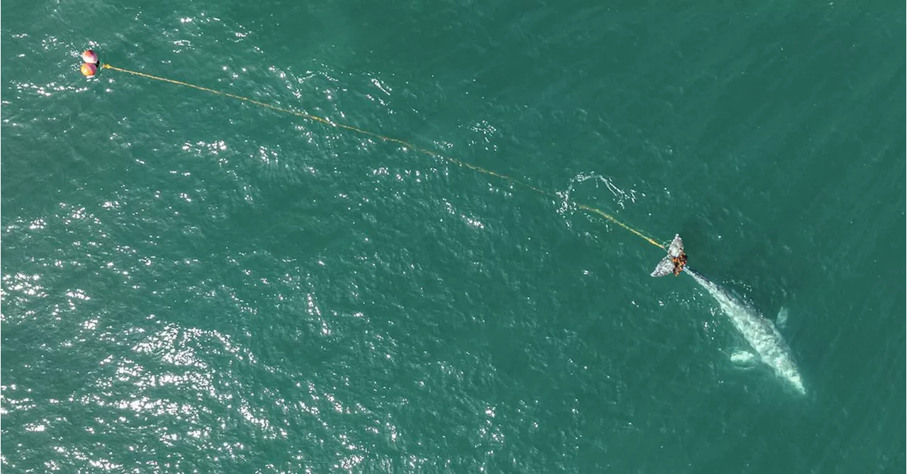 Rescuers search off Northern California coast for entangled young gray whale