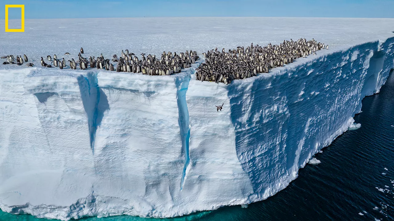 Nat Geo Explorer Captures Never-Before-Seen Video of Baby Emperor Penguins Diving