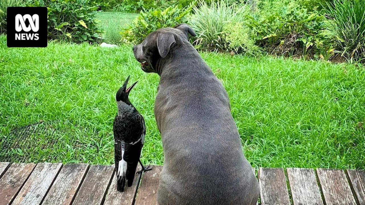 Insta-famous magpie Molly to reunite with Peggy the staffy under strict conditions