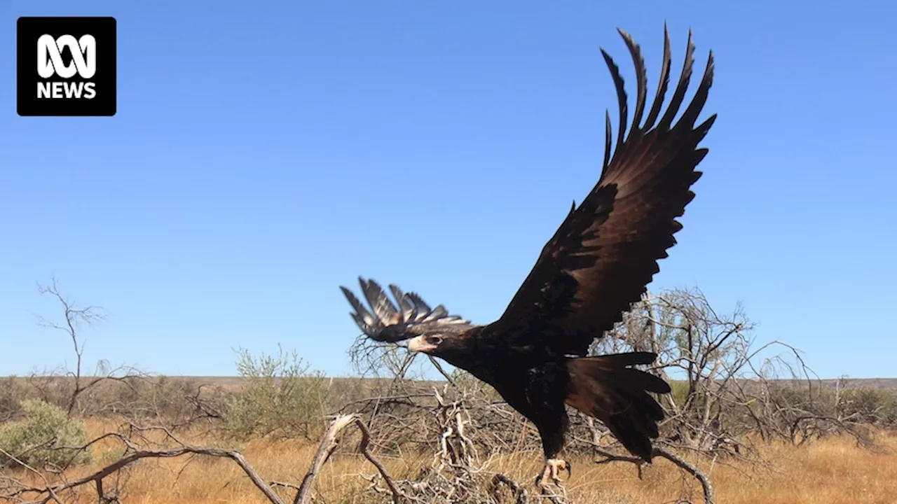 Researchers track wedge-tailed eagles to convince farmers that birds are friends, not foe