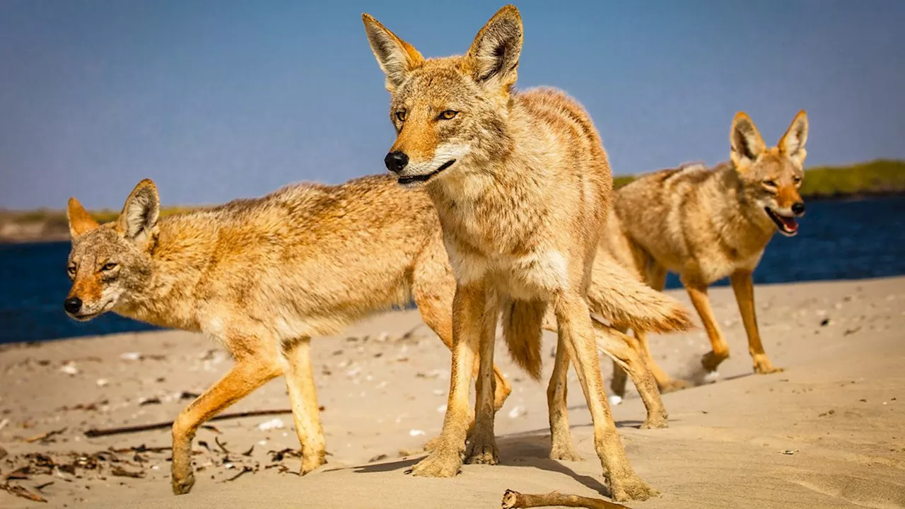 Revealing the secrets of coastal coyotes in Mexico