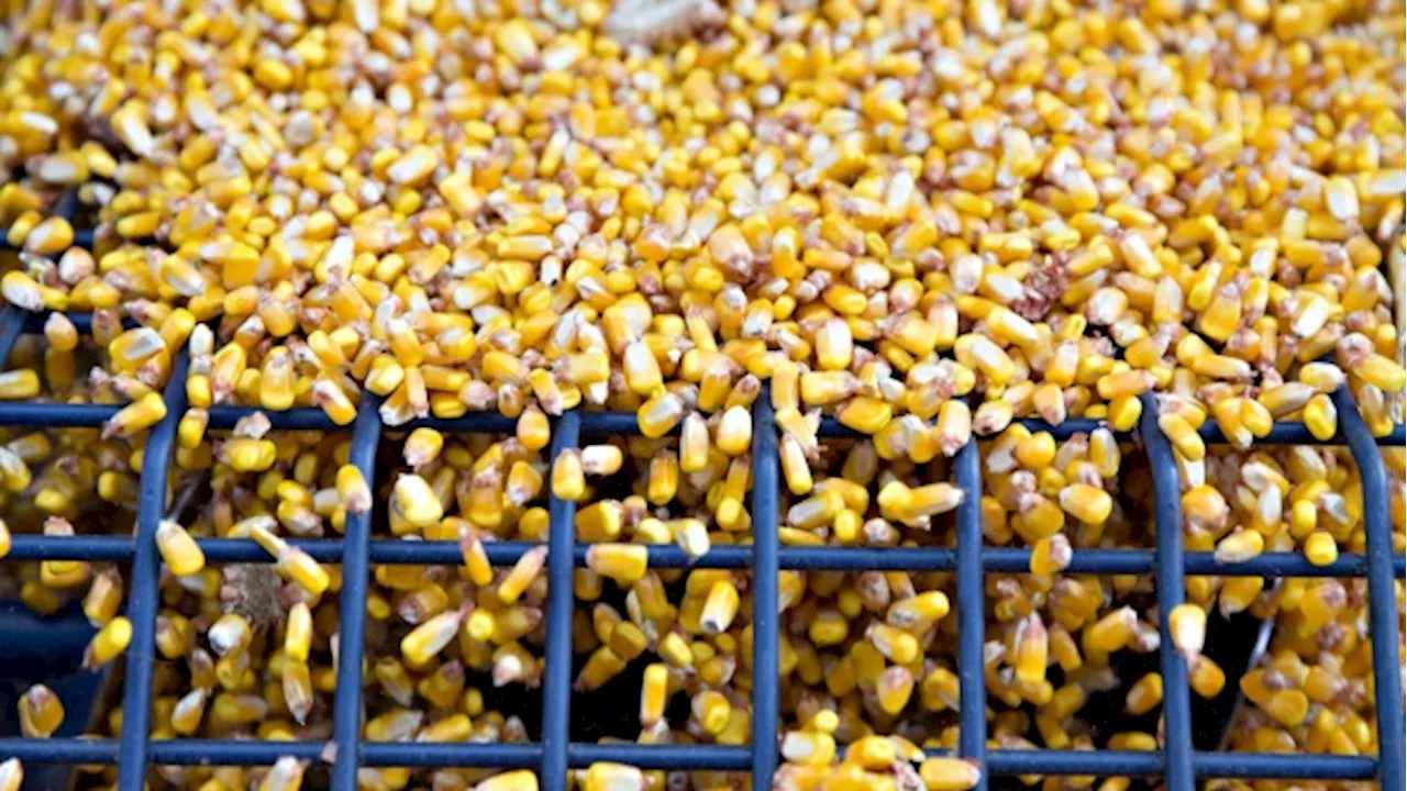 Chinese Buyers Cancel Corn Shipments as Beijing Supports Farmers