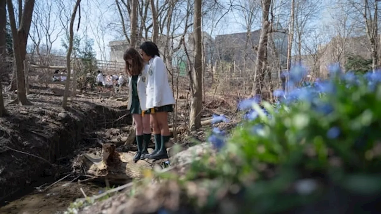 Toronto School 'Daylights' Buried Creek, Sets Example for Urban Waterways