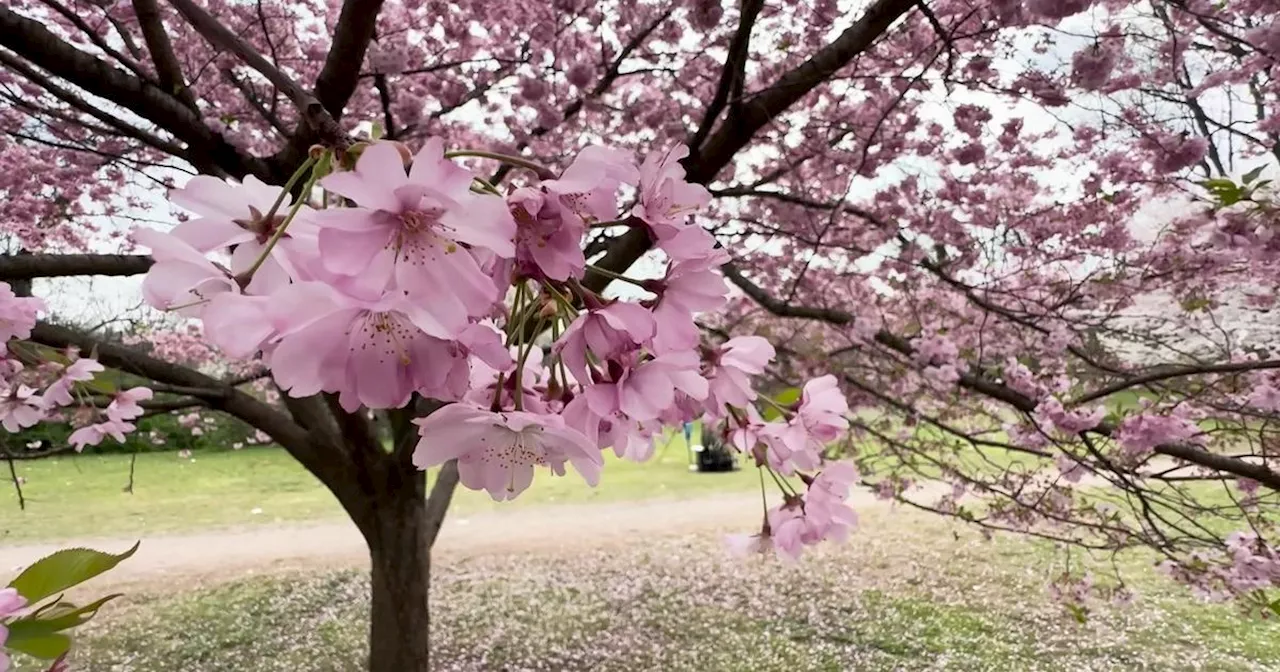 Branch Brook Park is the best place to view cherry blossoms in New Jersey