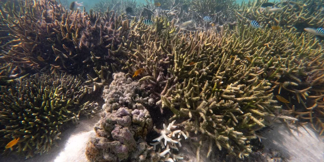 Australia's Great Barrier Reef Faces Worst-Ever Coral Bleaching Event