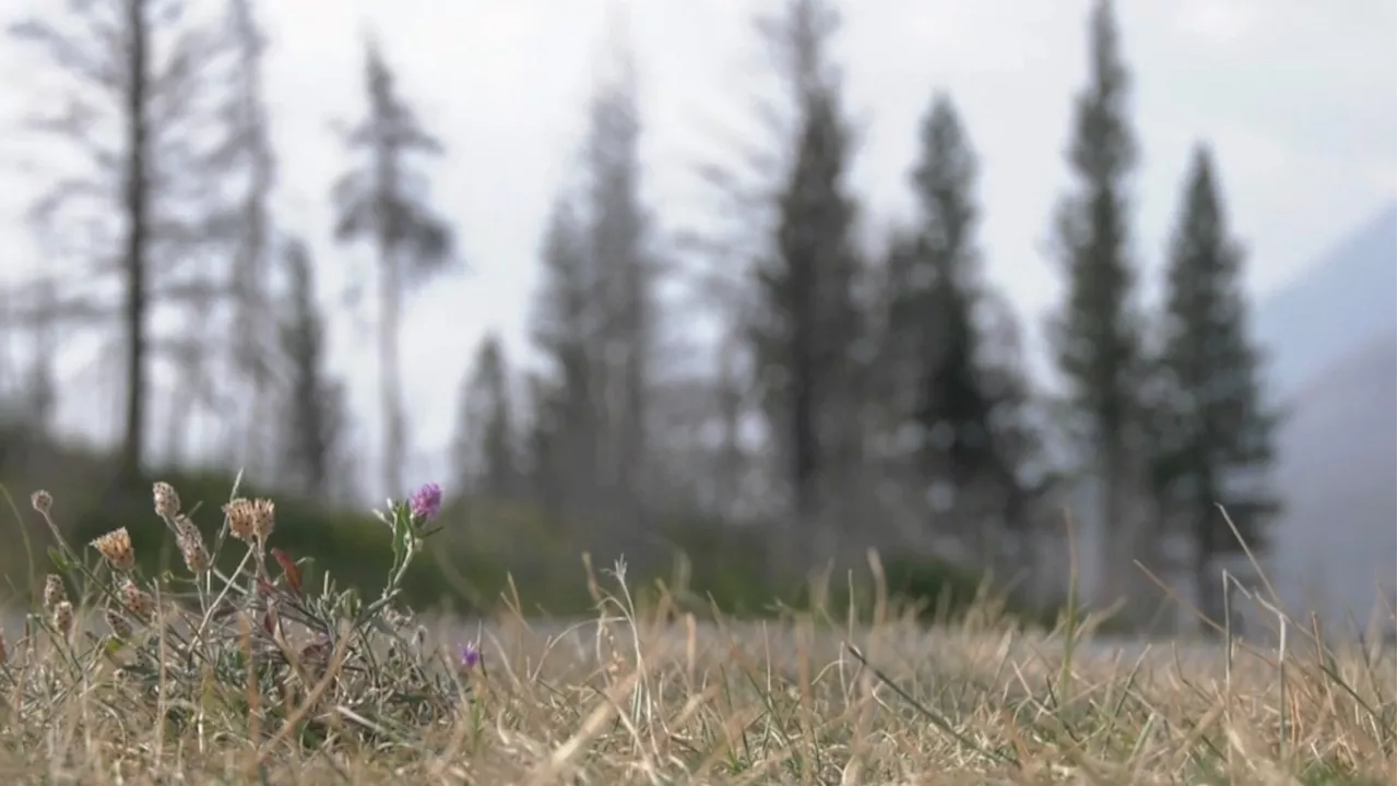 University of Lethbridge researchers studying plant life recovery following Kenow wildfire