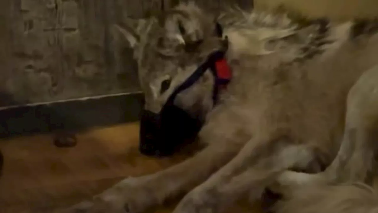 Footage shows Wyoming wolf's final moments as it lies in bar