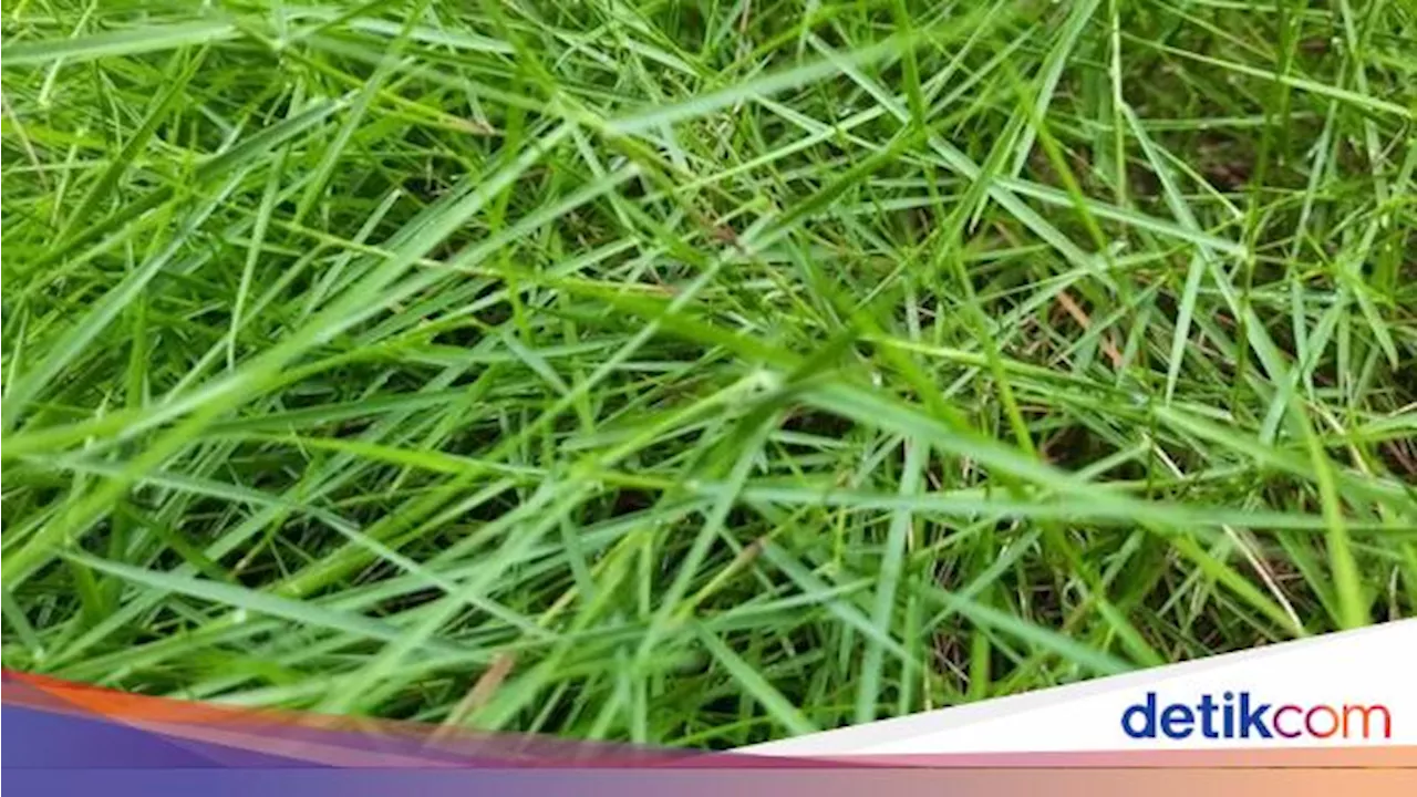 Mau Bikin Taman Enaknya Pakai Rumput Asli atau Sintetis?