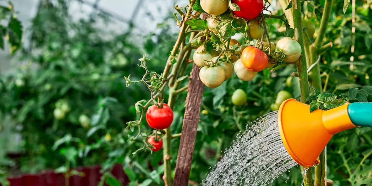 Die richtige Bewässerung für Tomaten