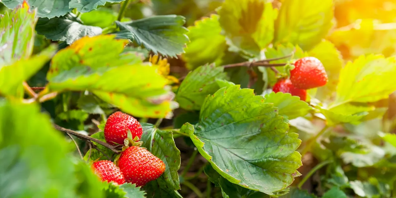 Tipp vom Gartenprofi: Das ist der beste Zeitpunkt, um Erdbeeren zu pflanzen