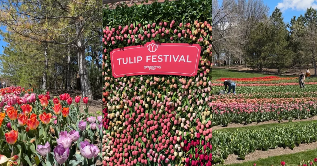 Spring blooms on full display as Tulip Festival kicks off at Thanksgiving Point