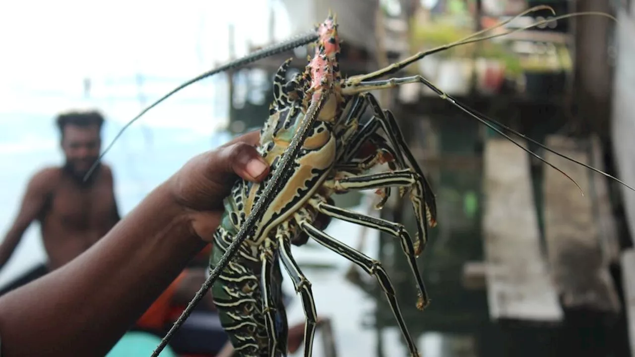 Kebijakan Eksploitasi Ancam Keberlanjutan Sumber Daya Lobster