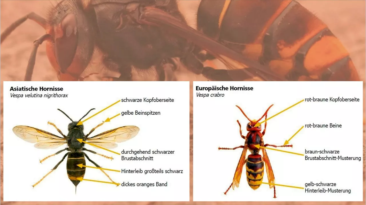 'Killer-Hornisse' nun auch bei uns – so erkennst du sie