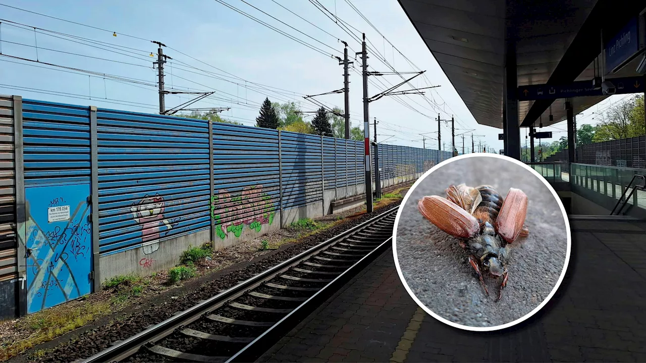 – Riesen-Insekt erschreckt Pendler