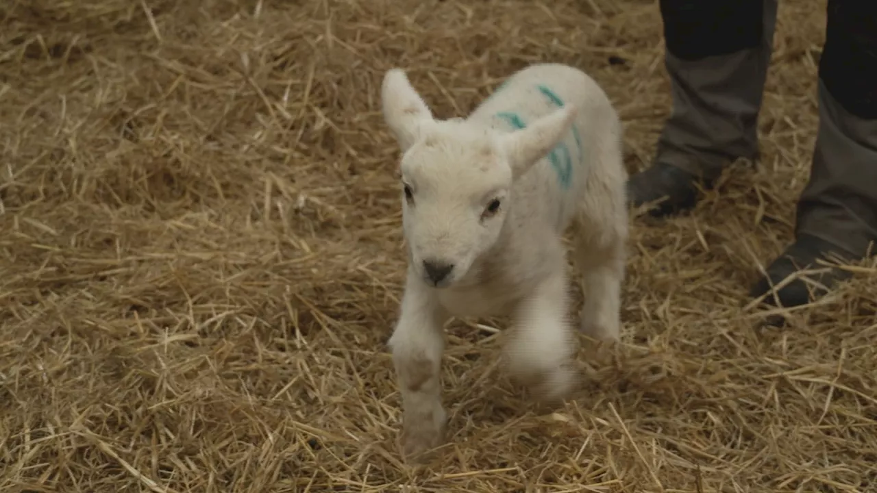 Farmers say wet weather is having deadly impact on lambing season