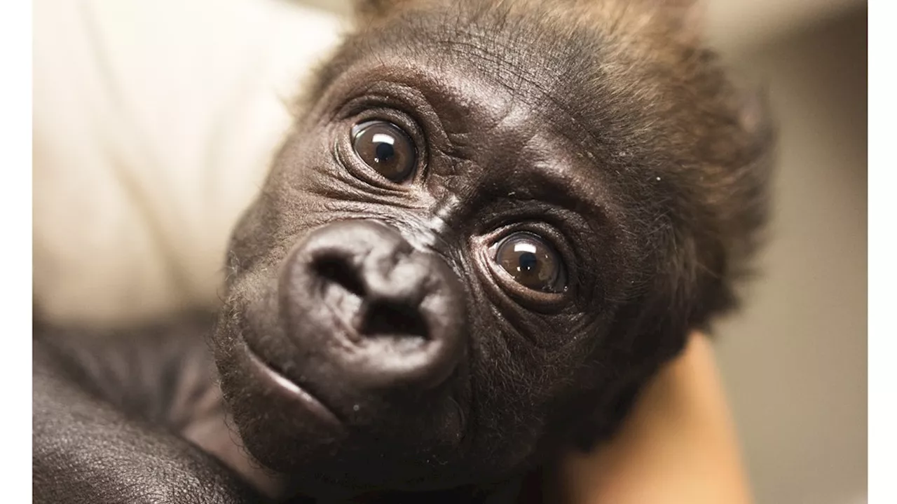 Cleveland Zoo Provides Update on Baby Gorilla's Health and Bonding