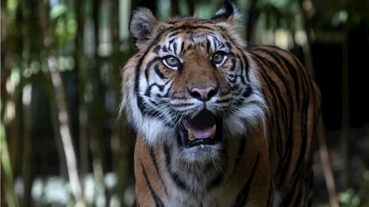 Zoo Atlanta Mourns Loss of Beloved Geriatric Tiger