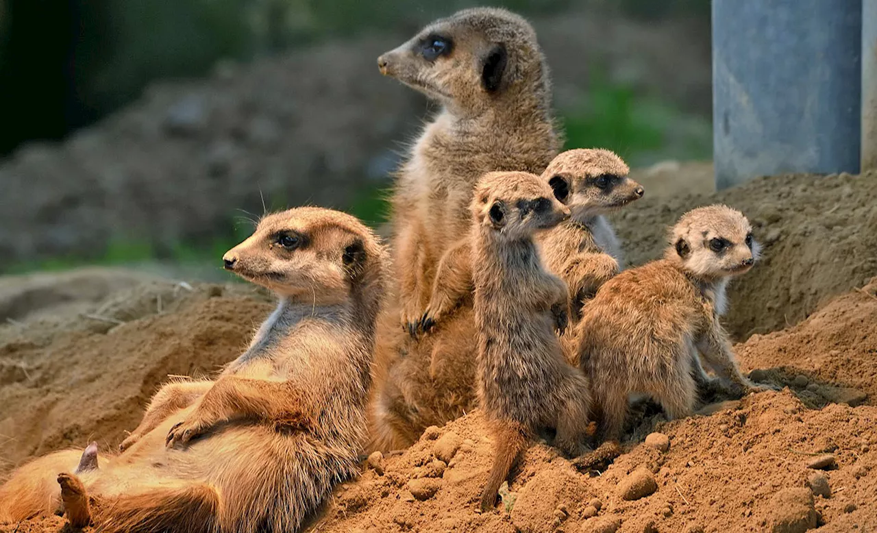 Süßer Nachwuchs bei den Erdmännchen im Kölner Zoo