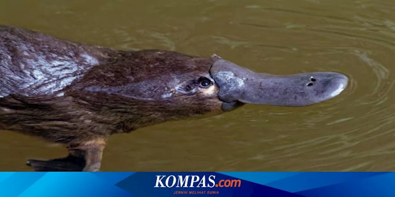 Bagaimana Platipus Berburu Mangsa dengan Mata dan Telinga Tertutup?