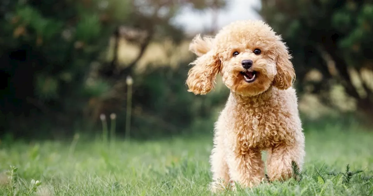 Tierschutz: Hunde haben ein Recht auf artgemäße Haltung