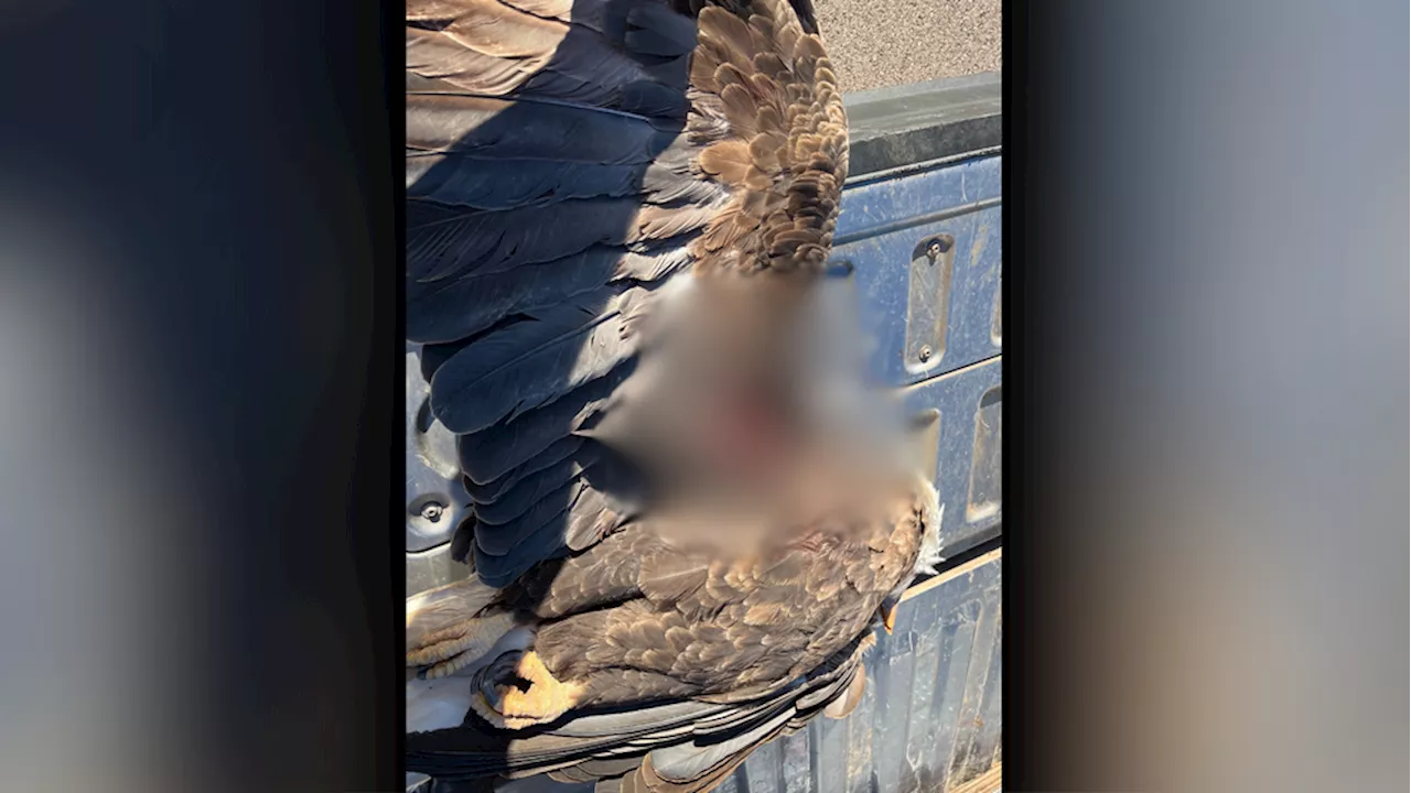 $10K reward announced for info leading to conviction in illegal shooting of Utah eagle