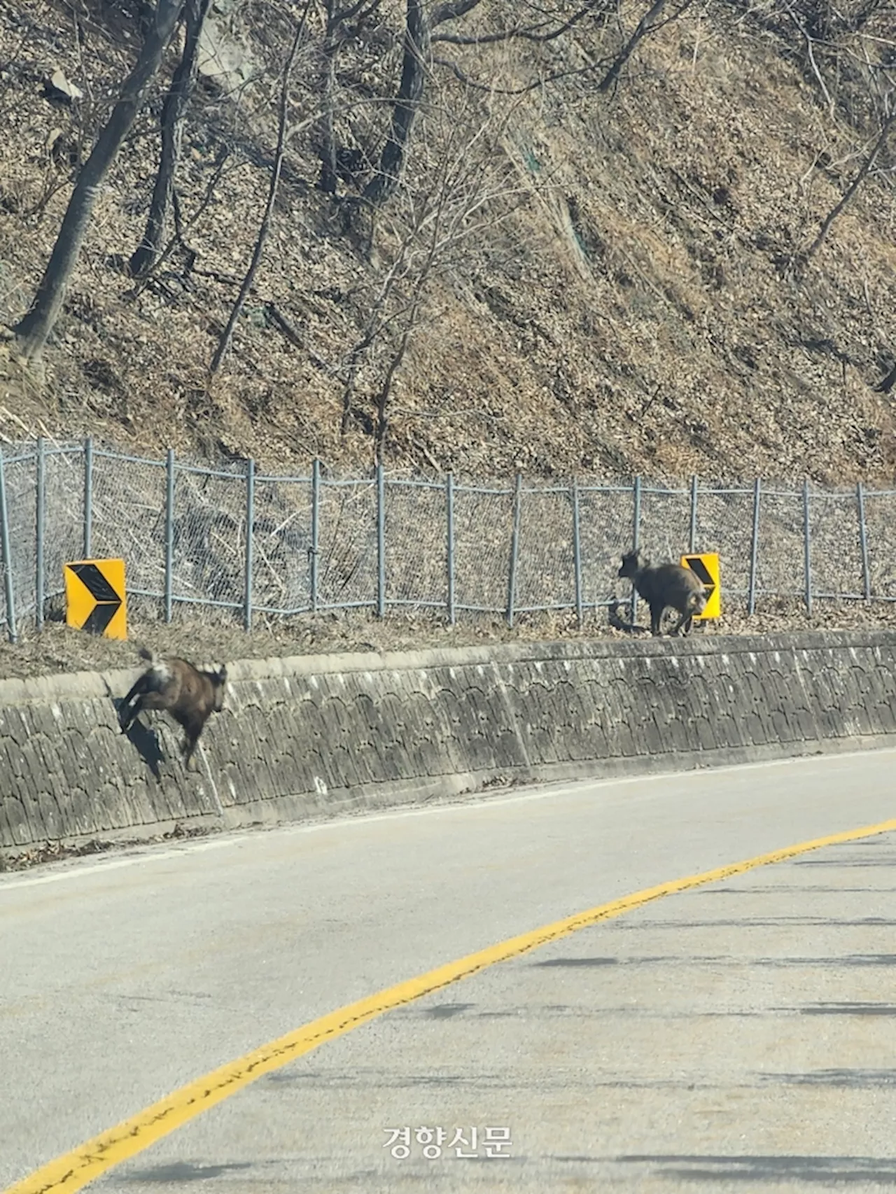 ‘천연기념물 잃고 울타리 고치기’···산양 떼죽음에 환경부 돼지열병울타리 부분개방 추진