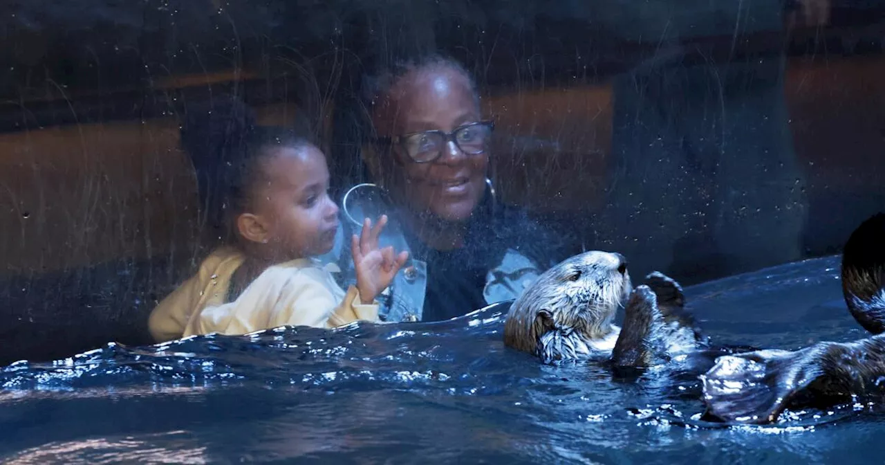 Surrogate otter mom at Long Beach aquarium is rehabilitating pup 'better than any human ever can'