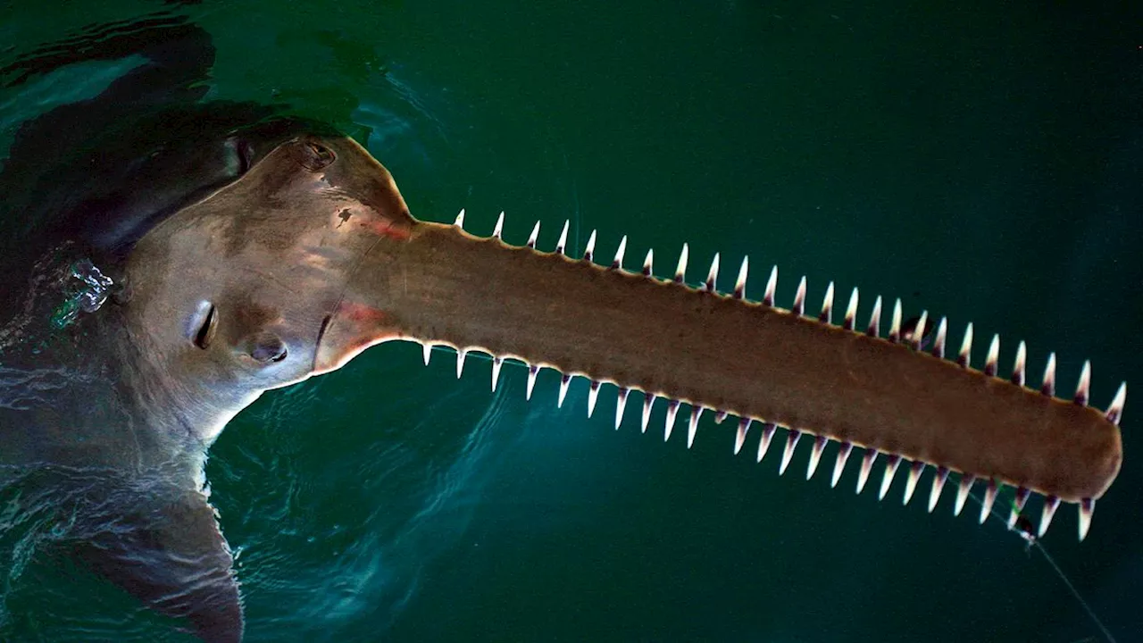 Smalltooth sawfish in Florida are spinning and beaching themselves in strange, mystery die-off