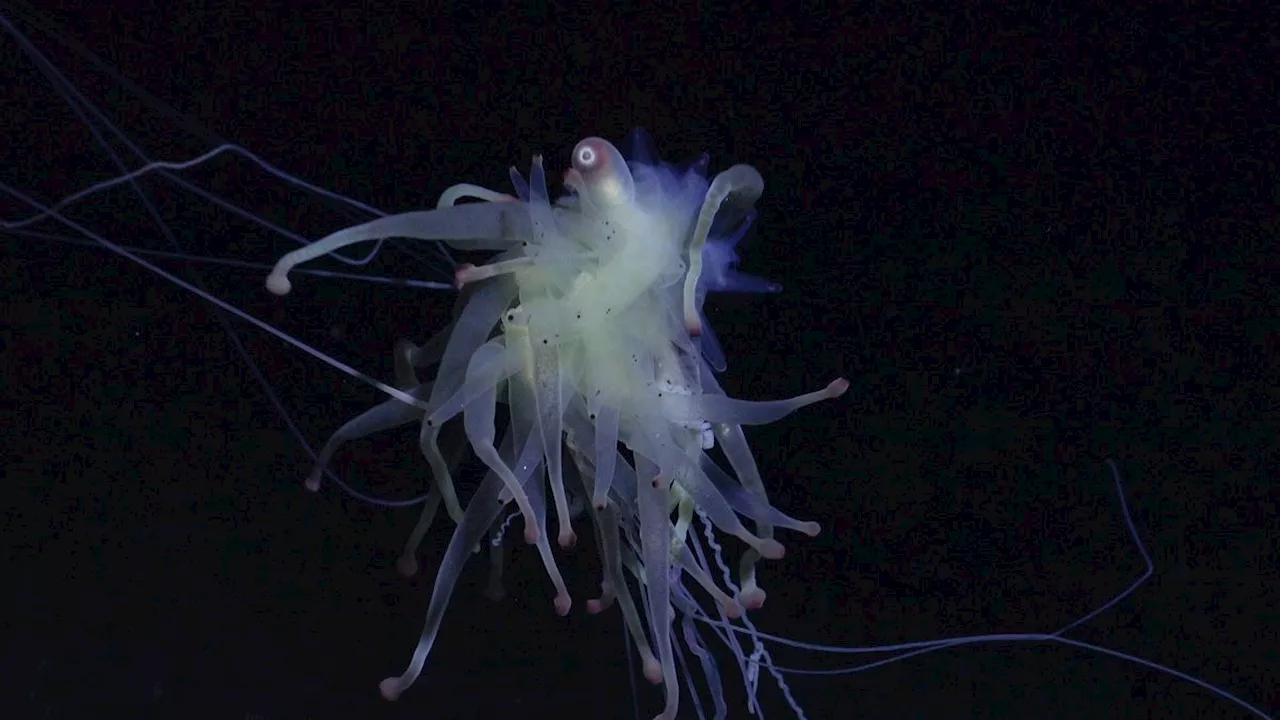Underwater Mountain Chain off Easter Island Reveals Astonishing Array of Deep-Sea Species