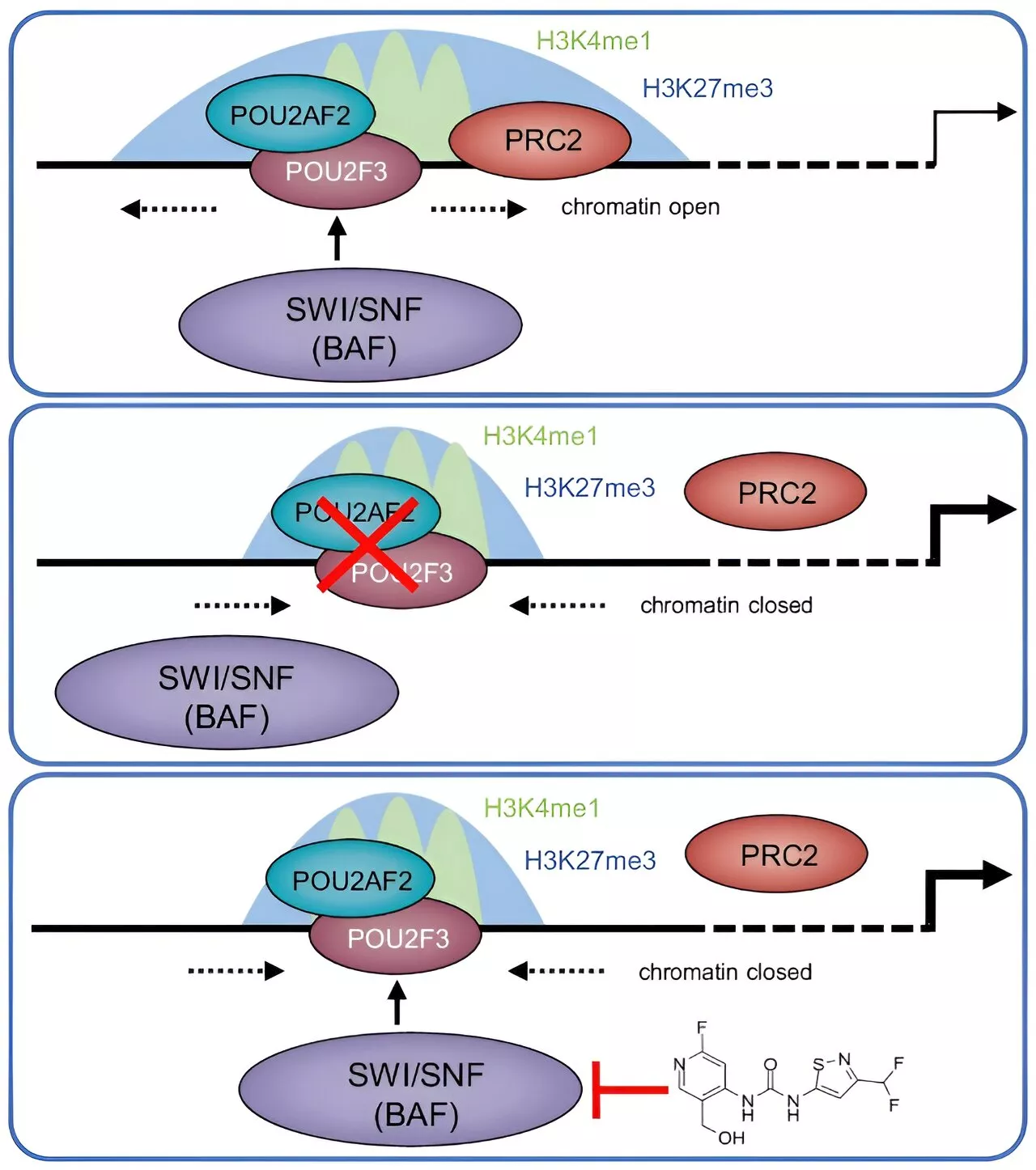 Potential therapeutic target for small cell lung cancer discovered