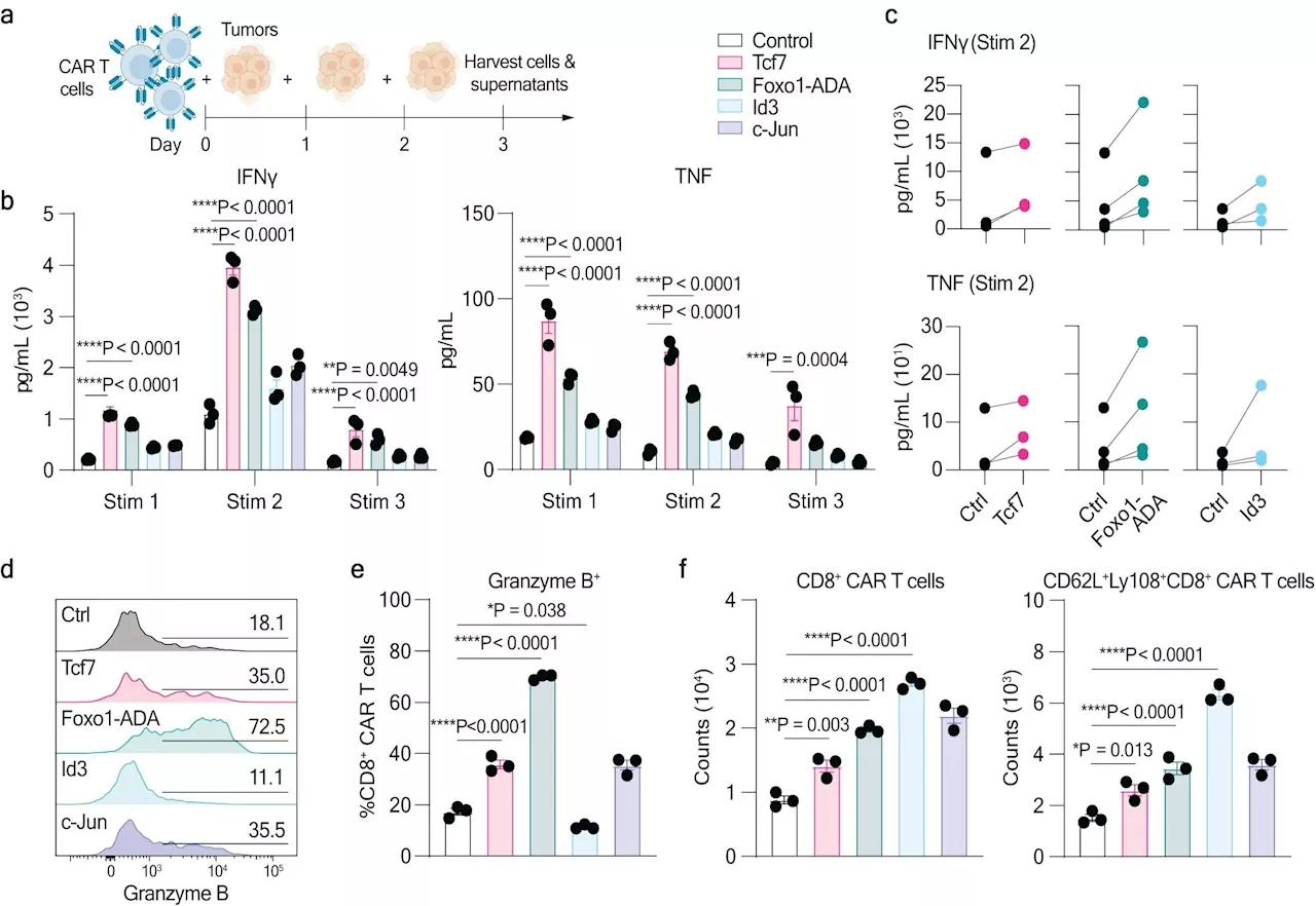 Researchers stimulate gene that enhances CAR T-cell treatments for solid tumors