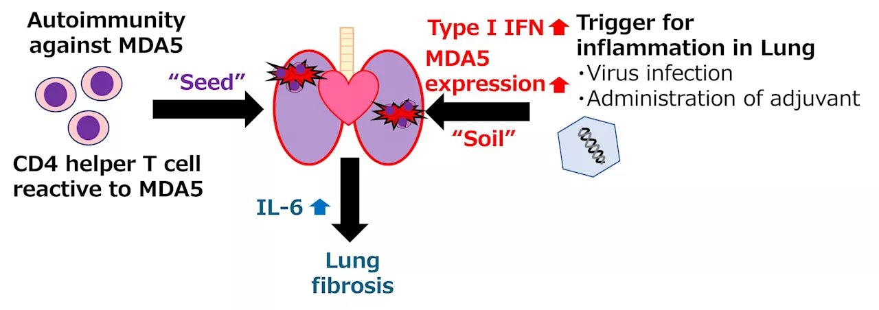 Successful murine model of dermatomyositis reveals underlying immune system involvement