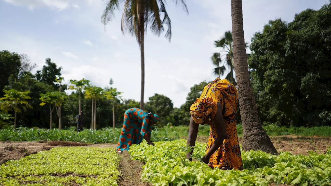 Food systems: supporting the triangle of food security