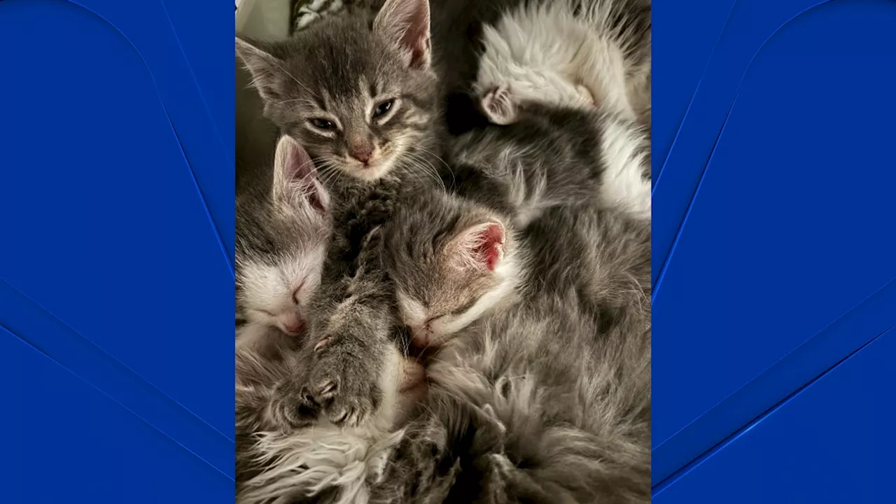 Dallas Animal Services hosts free community ‘cat fix' spay/neuter clinic Friday