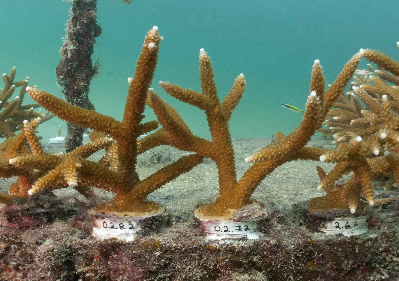 Here's how Florida researchers are using biodegradable boba straws to protect baby corals