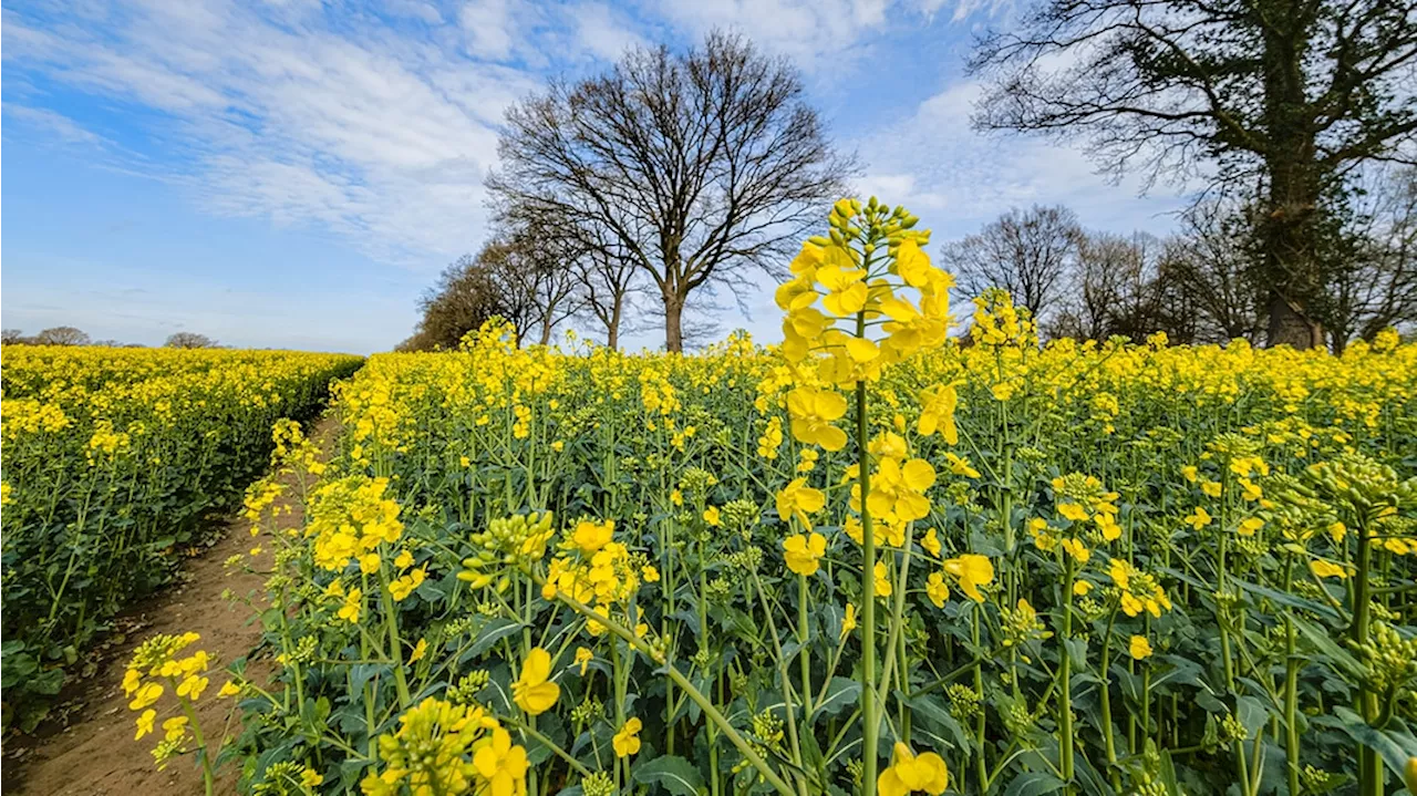 Frühe Rapsblüte: Schön fürs Auge, riskant für den Ertrag