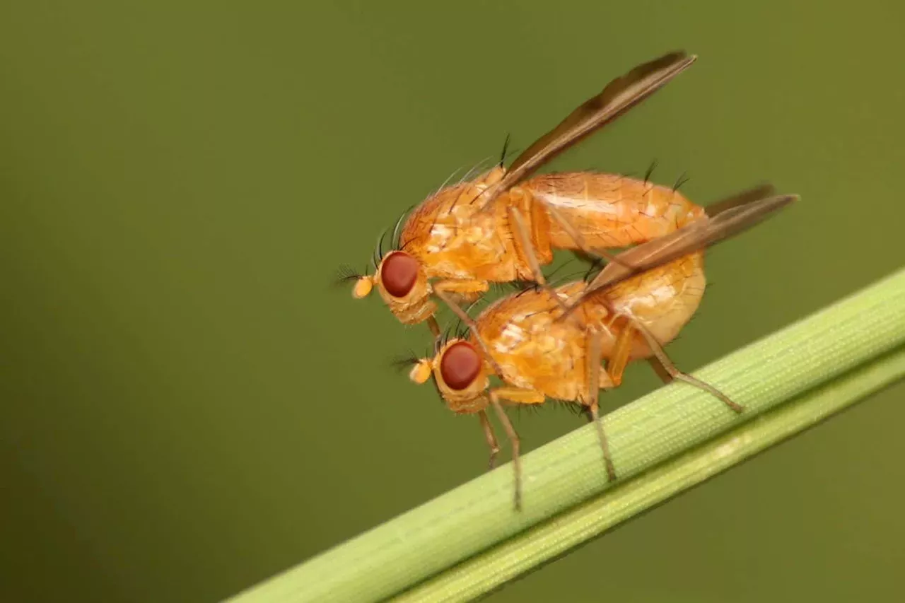 Insects: Air pollution can make insects mate with the wrong species ...